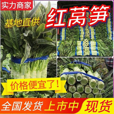 红尖叶莴笋《推荐》红莴笋安徽莴笋安徽莴苣砀山莴笋