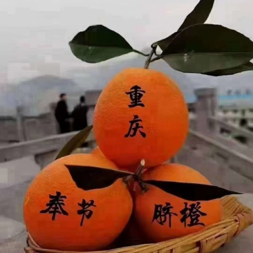 奉节脐橙72-1目前价格一树清1.6一斤，味道纯甜