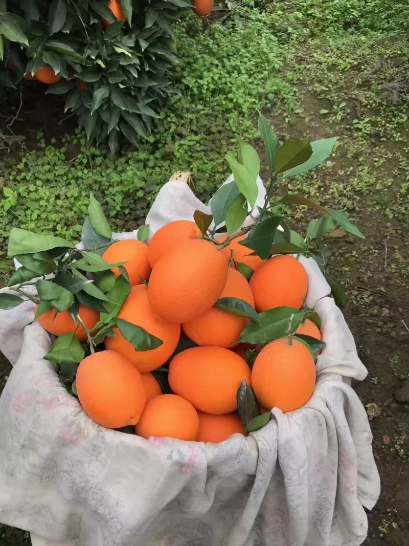 奉节脐橙，还有1个月大量上市，有需要的老板联系！！！