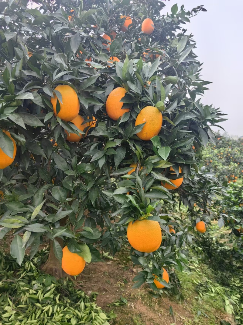 奉节脐橙，还有1个月大量上市，有需要的老板联系！！！