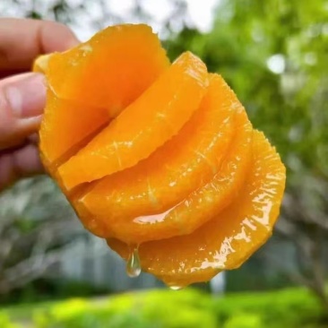 奉节脐橙，还有1个月大量上市，有需要的老板联系！！！