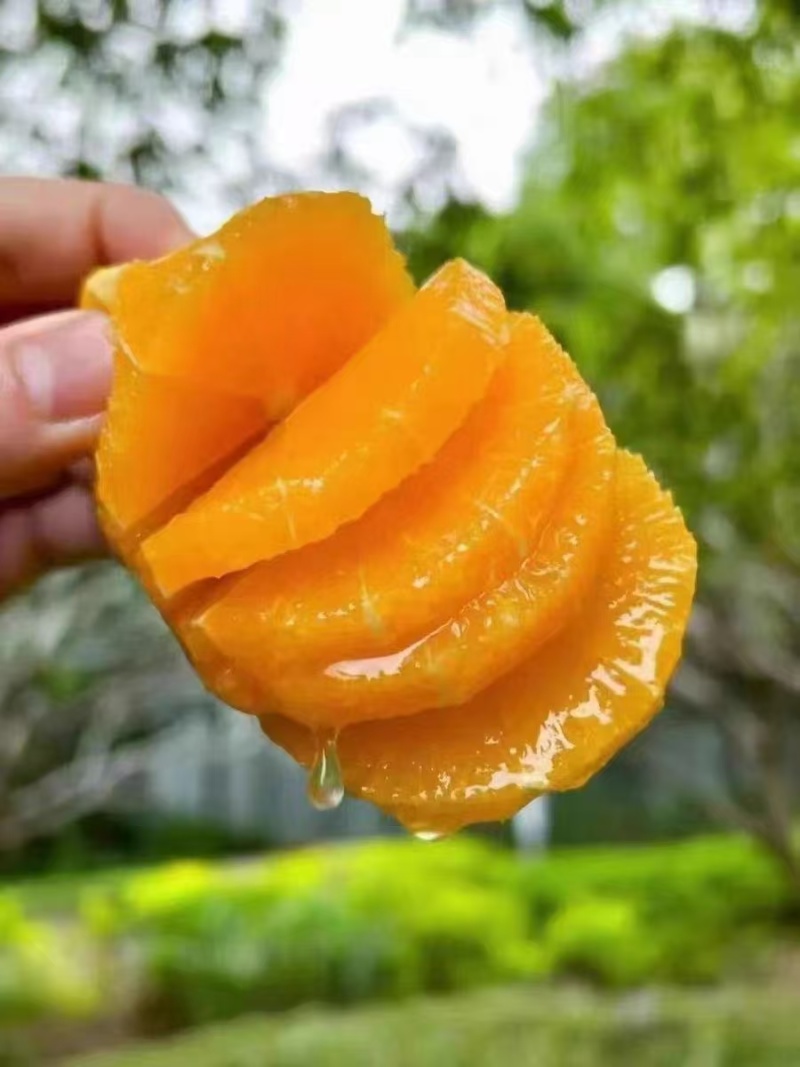 奉节脐橙，还有1个月大量上市，有需要的老板联系！！！