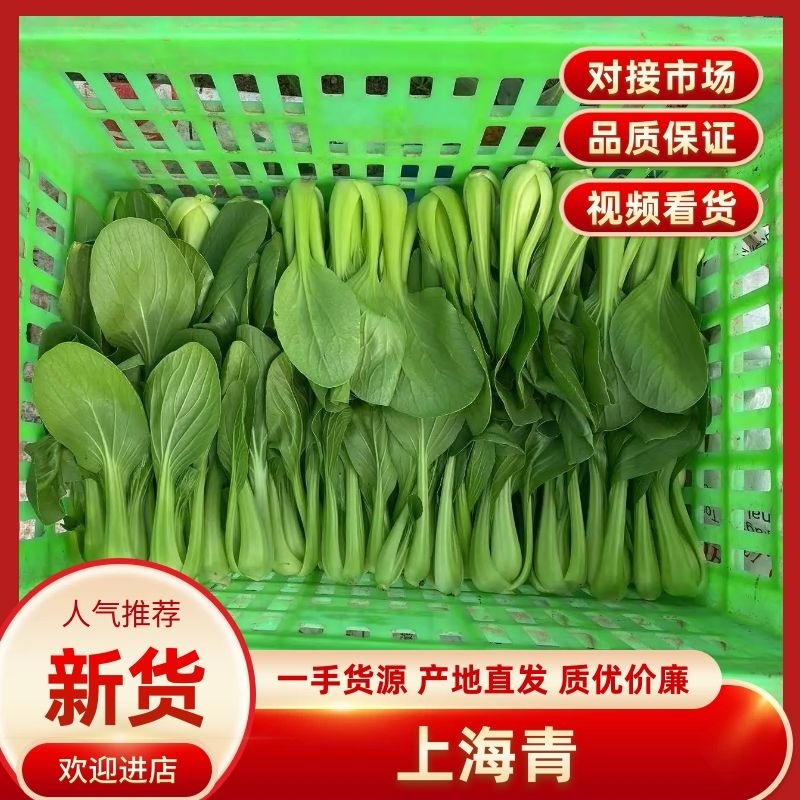 上海青，精品上海青安徽上海青全国发货，品质保证欢迎咨询