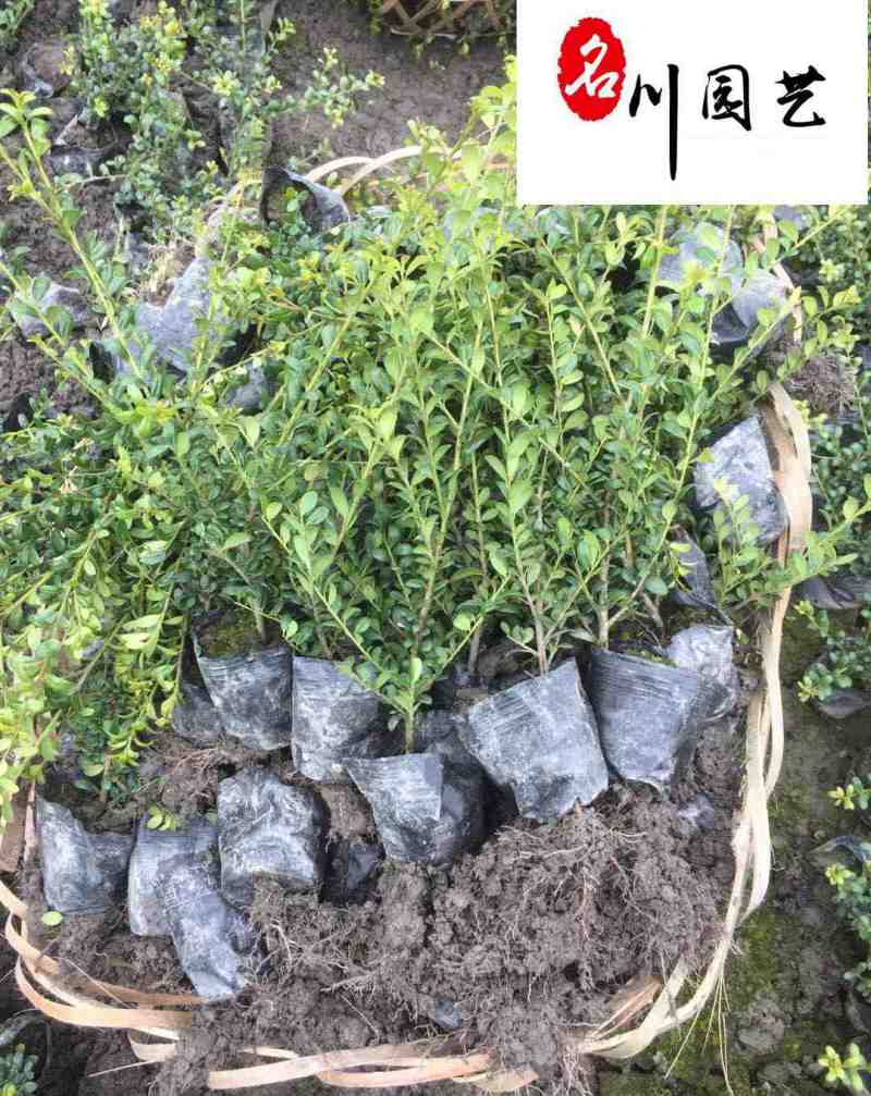 龟甲冬青工程苗批发四季常绿20-50公分龟甲冬青价格