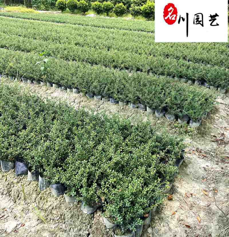 龟甲冬青工程苗批发四季常绿20-50公分龟甲冬青价格
