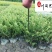 龟甲冬青工程苗批发四季常绿20-50公分龟甲冬青价格