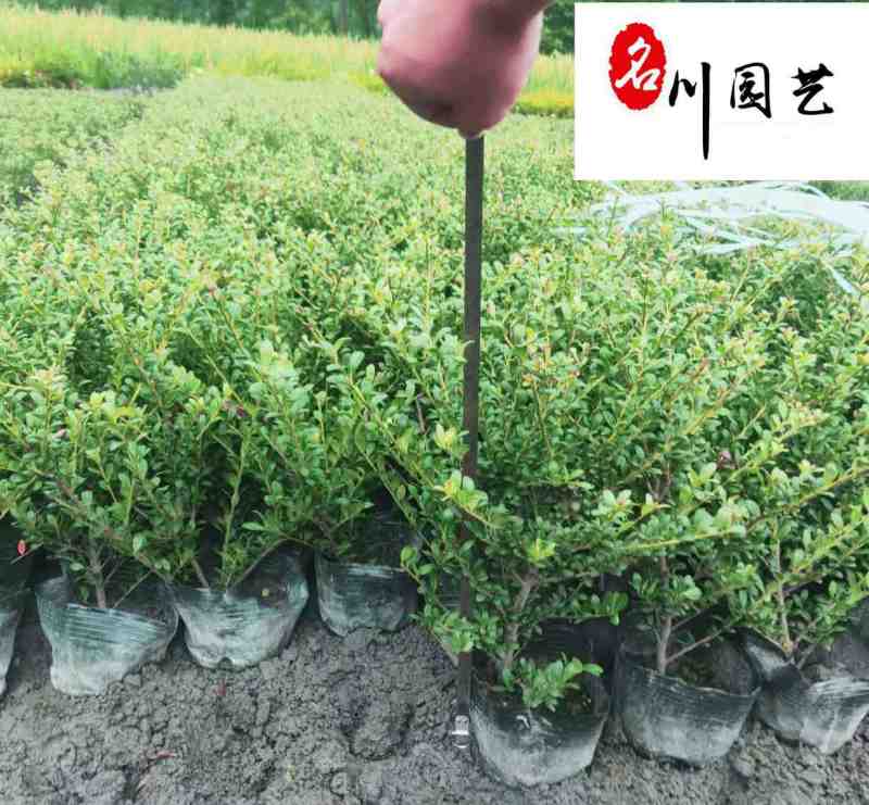 龟甲冬青工程苗批发四季常绿20-50公分龟甲冬青价格