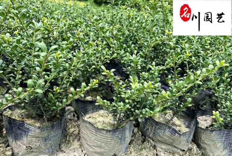 龟甲冬青工程苗批发四季常绿20-50公分龟甲冬青价格