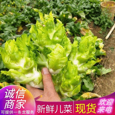 《儿菜》安徽儿菜基地直供现摘现发现货供应全国发货