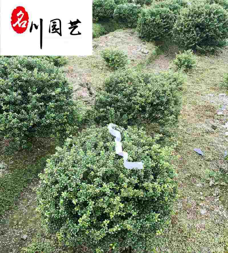 龟甲冬青球工程基地直供成都80至150公龟甲冬青球价格