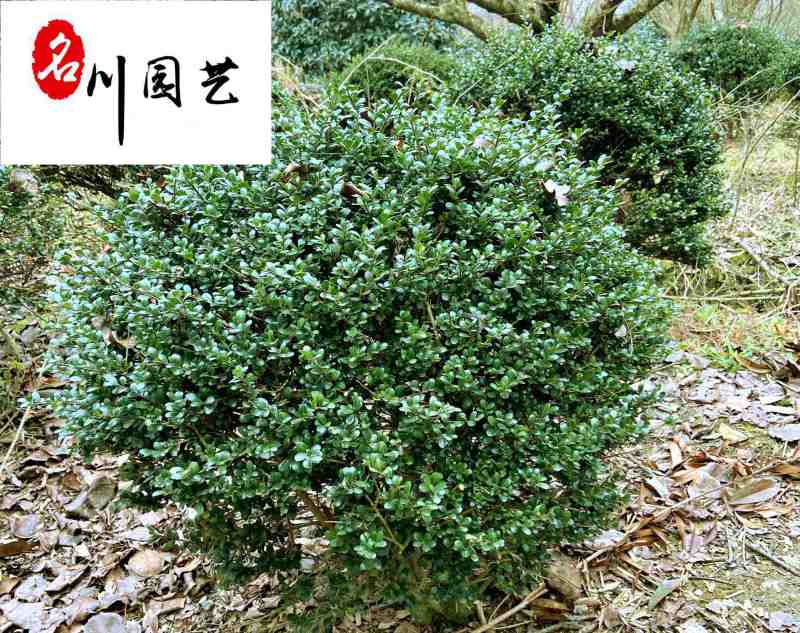 龟甲冬青球工程基地直供成都80至150公龟甲冬青球价格