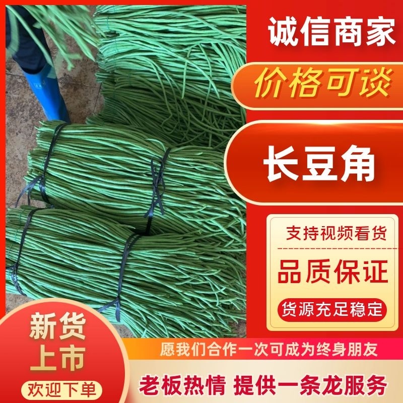 广东豆角长条豆角大量现货供应，现摘现发，可视频看货发全国