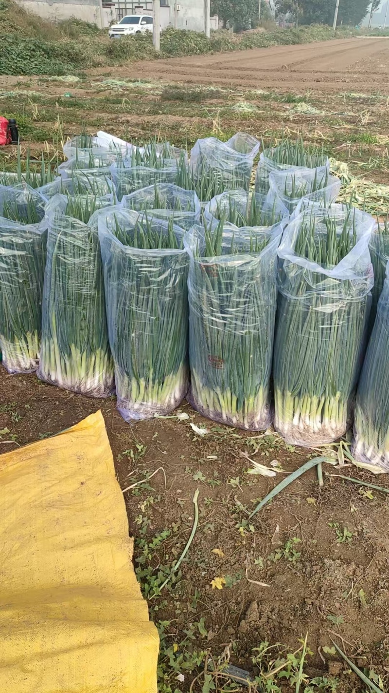 小葱香葱大量供货一手货源品质保证产地直供