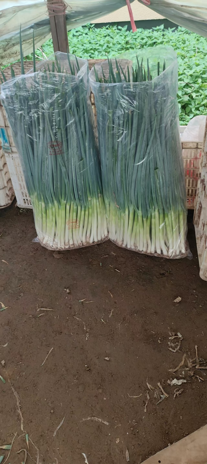 小葱香葱大量供货一手货源品质保证产地直供