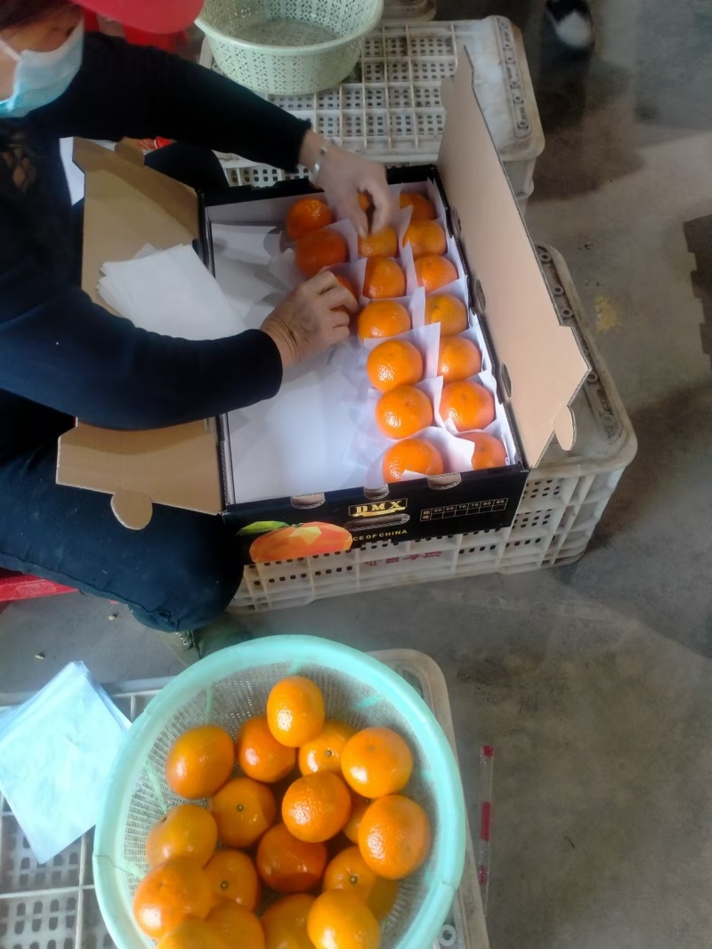 广西沃柑产地一手货源全国发货欢迎致电合作