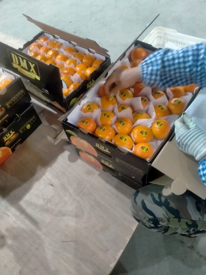 广西沃柑产地一手货源全国发货欢迎致电合作