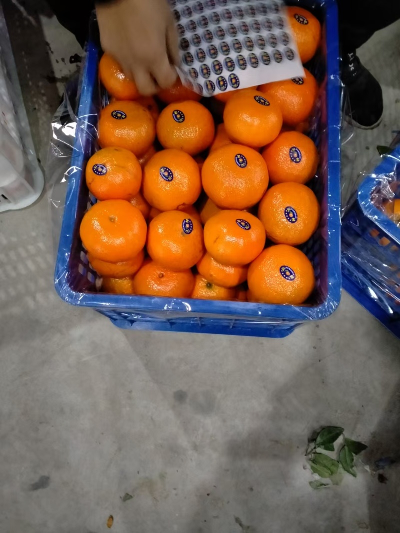 广西沃柑产地一手货源全国发货欢迎致电合作