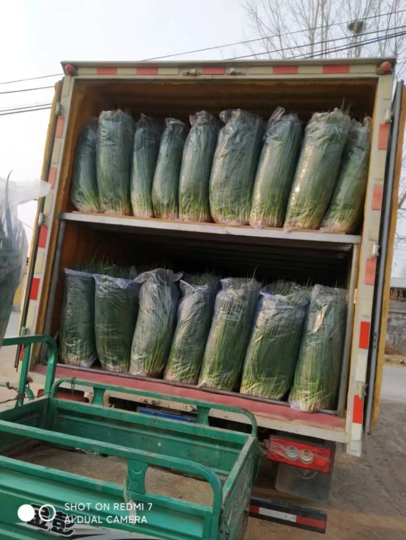 精品小葱小香葱品质保证新鲜供应欢迎来电