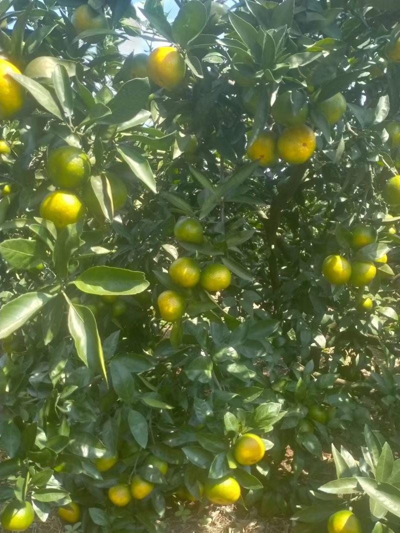 特早蜜橘大量有货对接全国市场电商超市一手货源