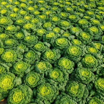 黄心菜自家种植精品黄心菜一手货源量大从优欢迎咨询