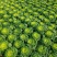 黄心菜自家种植精品黄心菜一手货源量大从优欢迎咨询