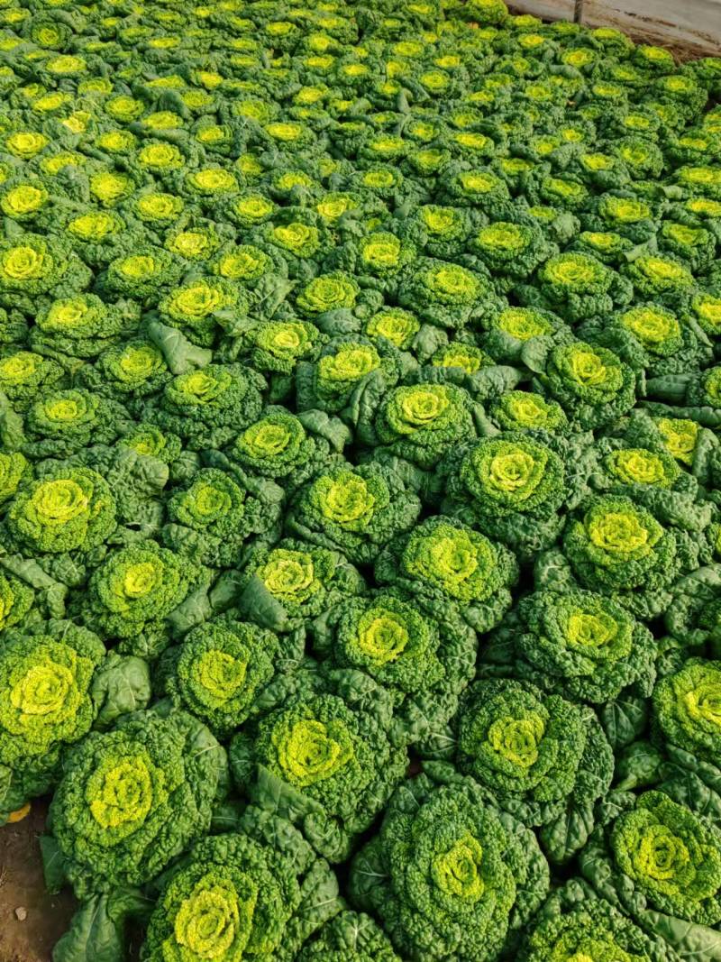 黄心菜自家种植精品黄心菜一手货源量大从优欢迎咨询