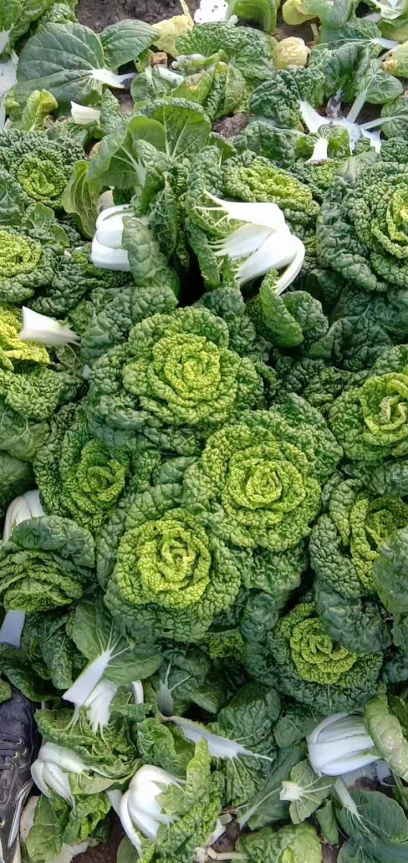 黄心菜自家种植精品黄心菜一手货源量大从优欢迎咨询
