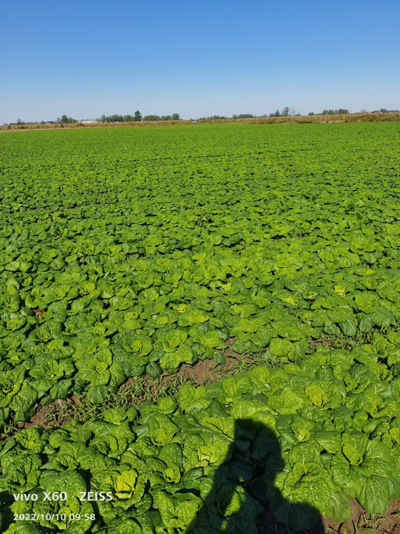 黄心菜自家种植精品黄心菜一手货源量大从优欢迎咨询