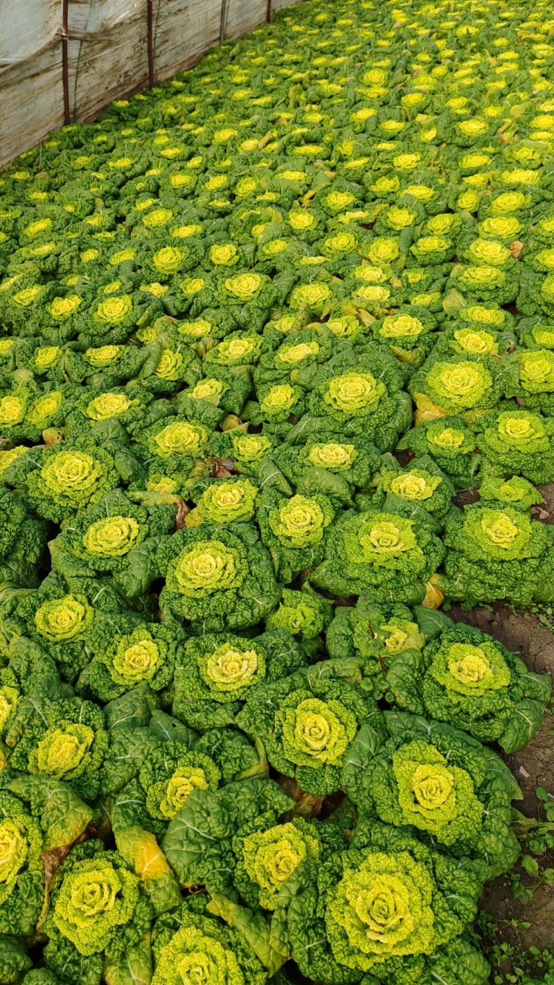 黄心菜自家种植精品黄心菜一手货源量大从优欢迎咨询