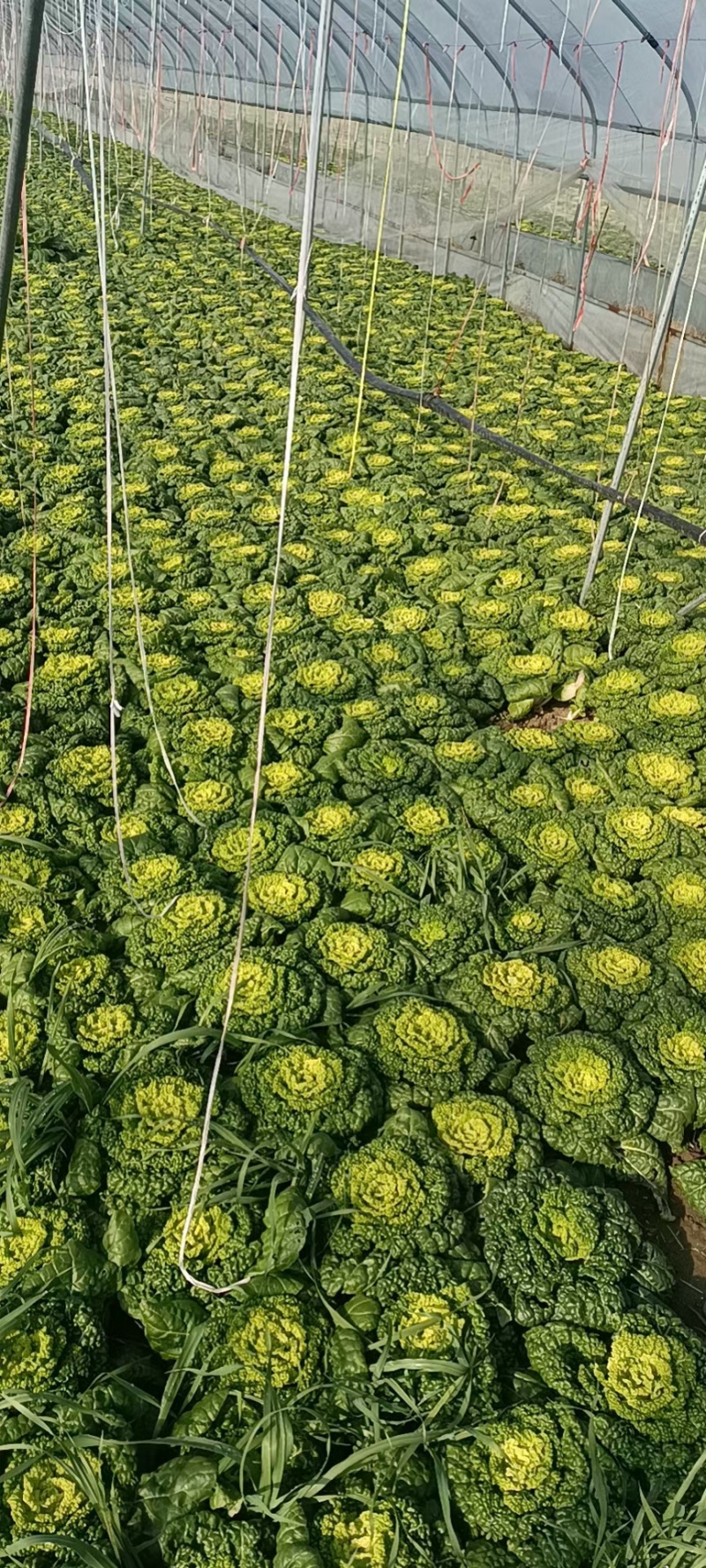 黄心菜自家种植精品黄心菜一手货源量大从优欢迎咨询