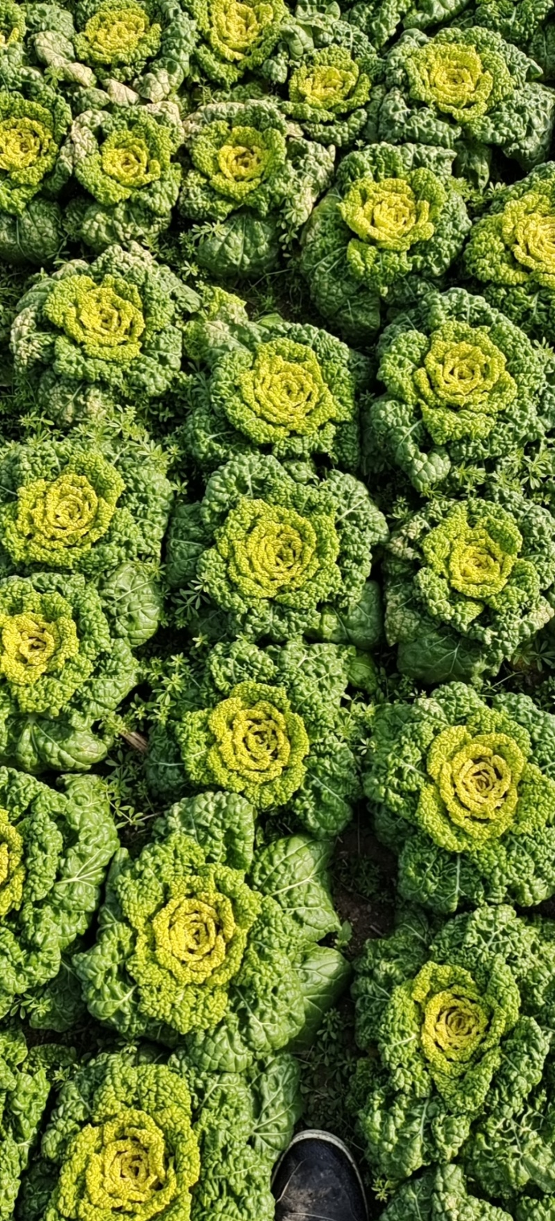 黄心菜自家种植精品黄心菜一手货源量大从优欢迎咨询