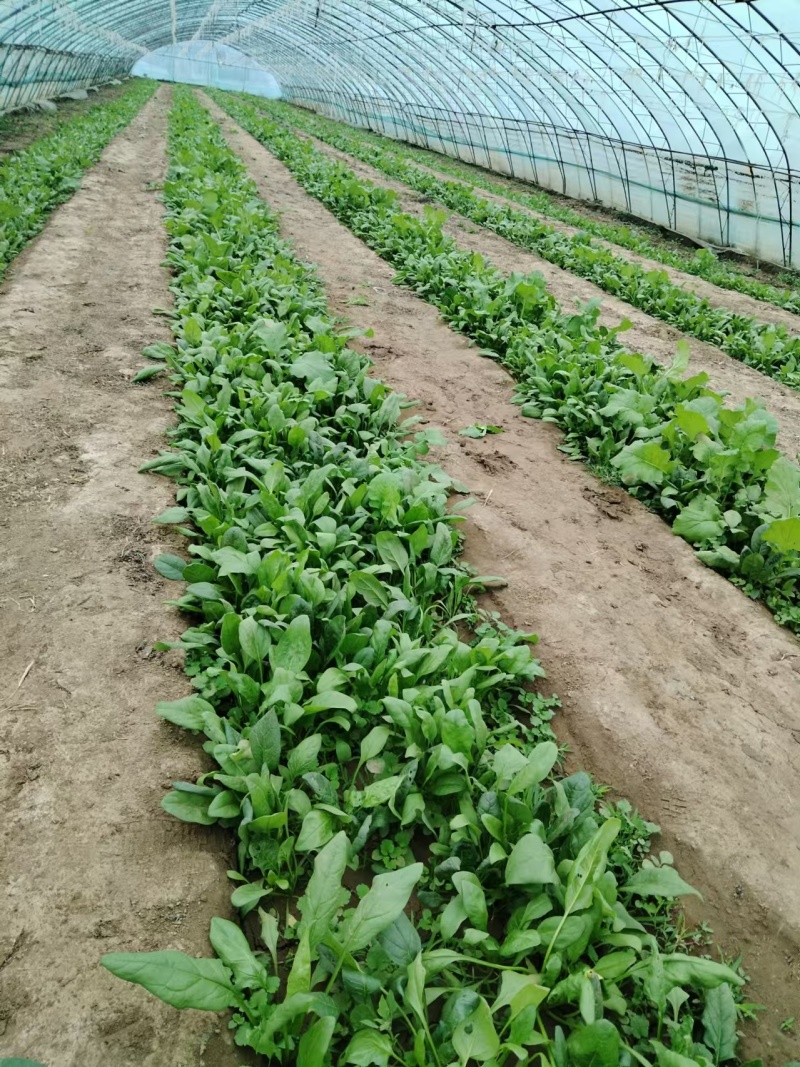 北京菠菜精品大棚菠菜一手货源一条龙服务欢迎采购量大从优