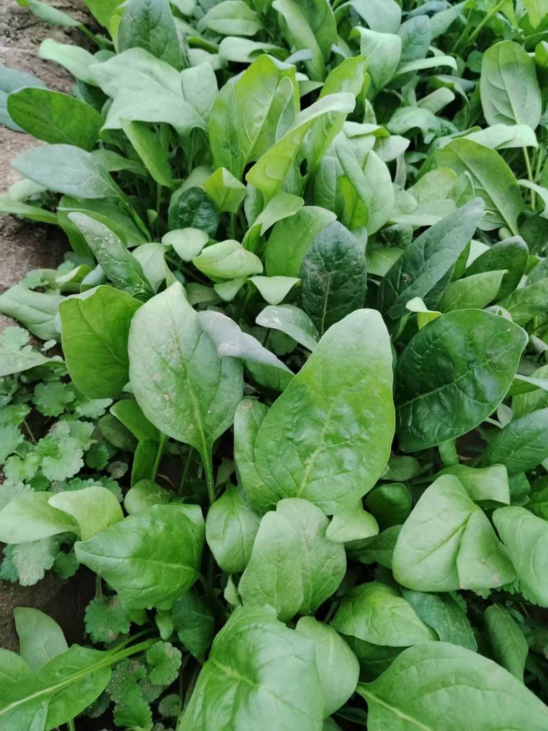 北京菠菜精品大棚菠菜一手货源一条龙服务欢迎采购量大从优
