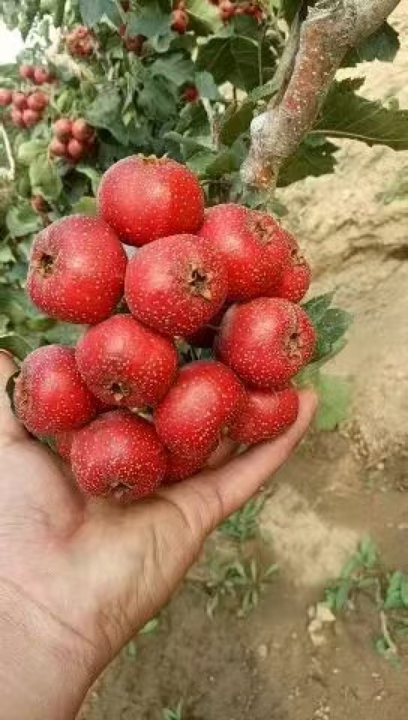 大金星山楂山东山楂山东山楂大量供货品质保障欢迎来电咨询