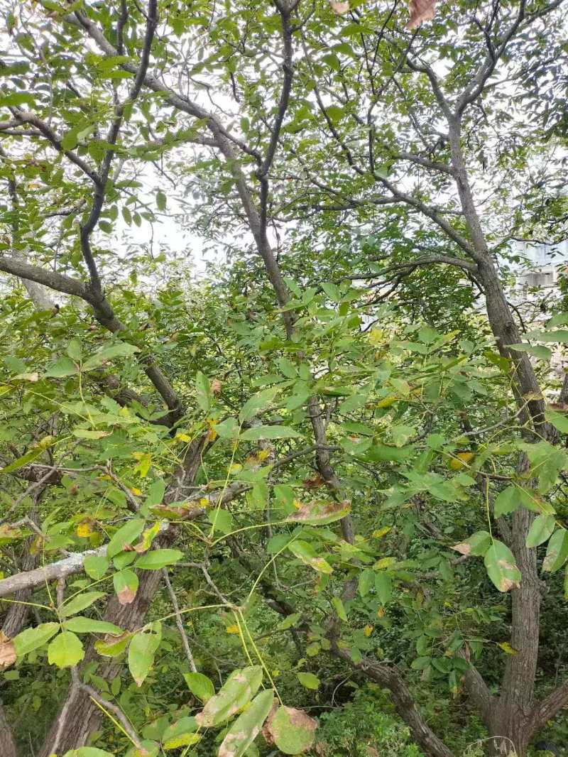 【自产自销】云南薄皮老树核挑农家对接市场全国发货