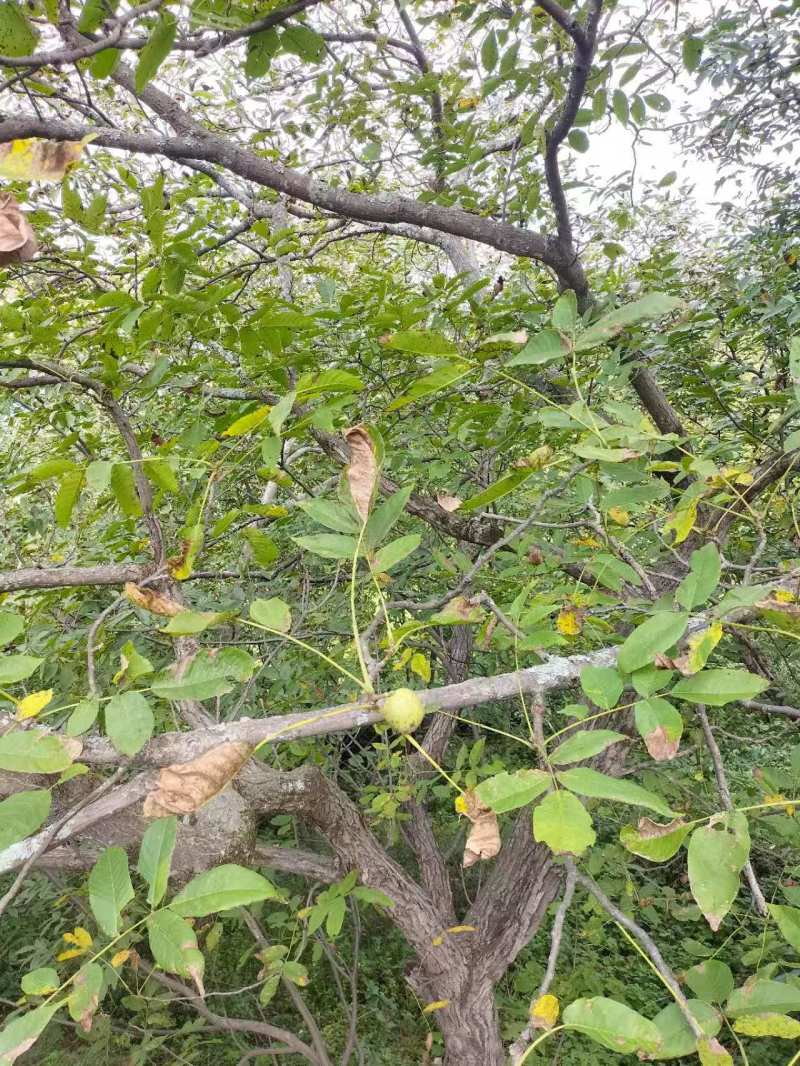 【自产自销】云南薄皮老树核挑农家对接市场全国发货