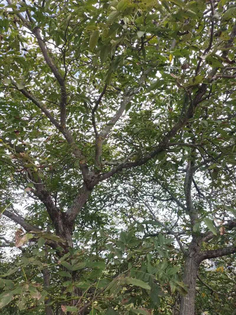 【自产自销】云南薄皮老树核挑农家对接市场全国发货