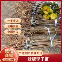 嫁接蜂糖李子苗品质优良纯正根系发达苗圃直发保湿发货