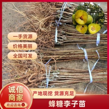 嫁接蜂糖李子苗品质优良纯正根系发达苗圃直发保湿发货