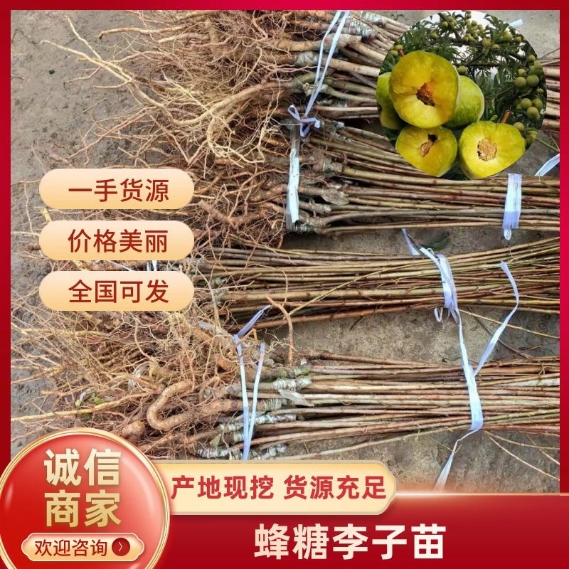 嫁接蜂糖李子苗品质优良纯正根系发达苗圃直发保湿发货