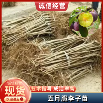 【优选商家】五月脆李子苗基地直供口感清甜欢迎来电洽谈