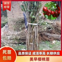 车厘子苗红灯车厘子苗大樱桃苗嫁接大樱桃苗美早大樱桃