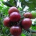 【金张掖农优品】张掖高台黑番茄原浆营养丰富