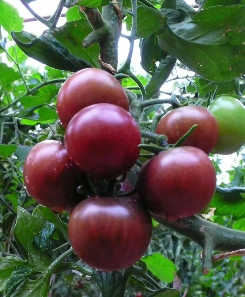 【金张掖农优品】张掖高台黑番茄原浆营养丰富