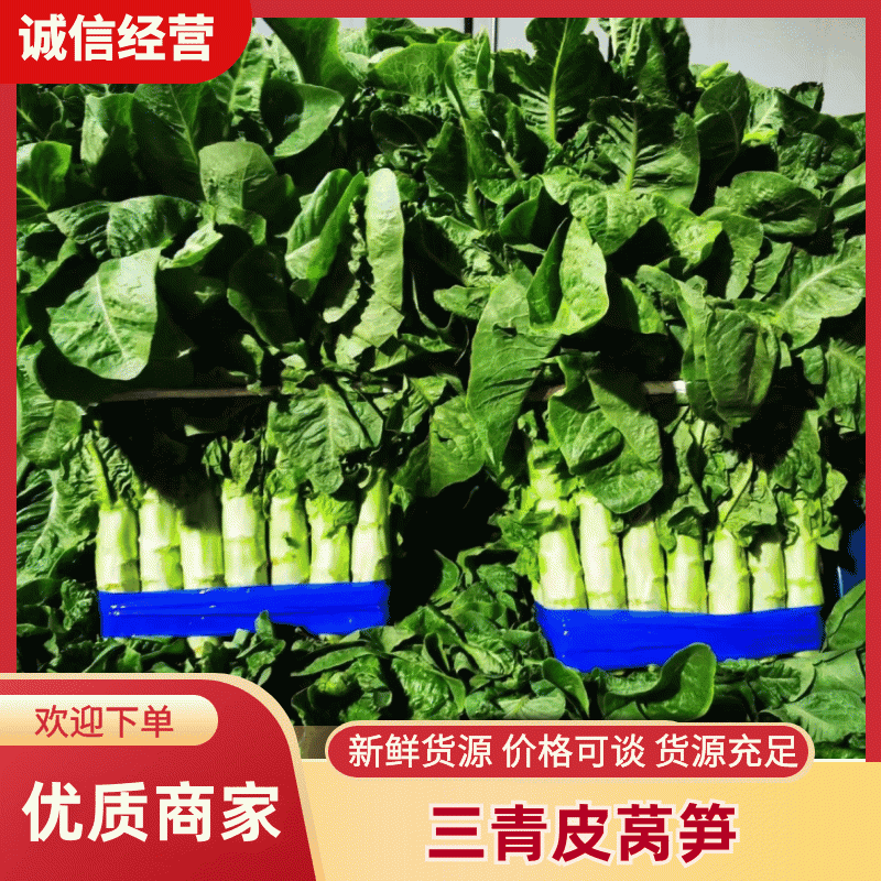 山东尖叶莴笋三青皮诚信一手货源大量上市货源充足交通便利