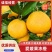 爱媛果冻橙果肉细腻化渣口感脆甜产地现摘现发对接市场电商