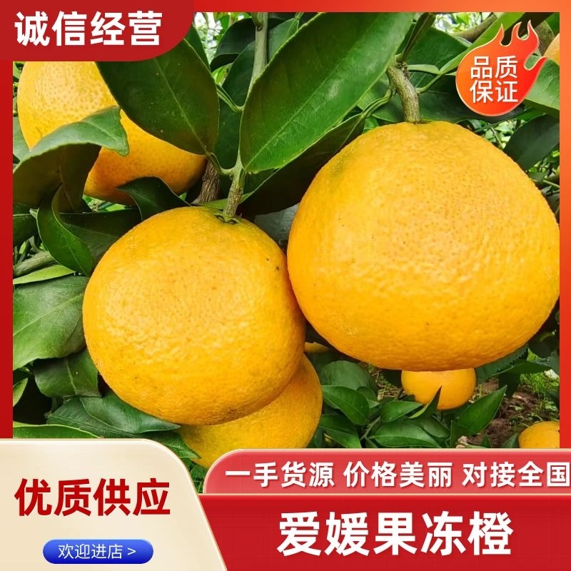 爱媛果冻橙果肉细腻化渣口感脆甜产地现摘现发对接市场电商
