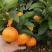 桂林精品砂糖橘，皮薄肉美，现货速发欢迎老板选购