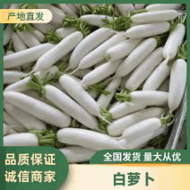 湖北沙洋白萝卜现货供应中，产地直发，价格实惠品质优良。