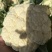 花菜菜花山东花菜白面青梗产地先砍现发欢迎咨询